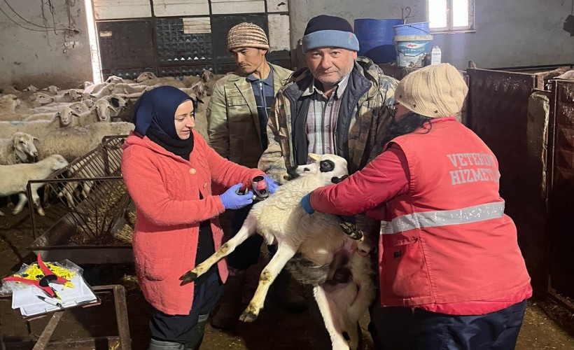 Küçükbaş hayvanlara veba ve çiçek aşısı yapıldı