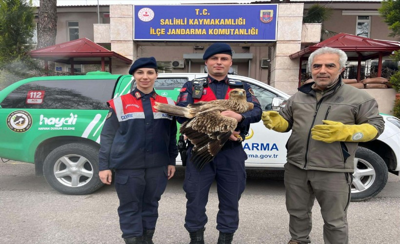 Manisa'da yaralı olarak bulunan kızıl şahin koruma altına alındı