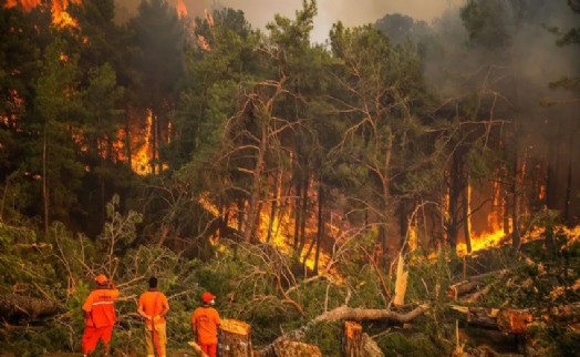 2024 orman yangını verileri açıklandı: İzmir ilk sırada yer aldı