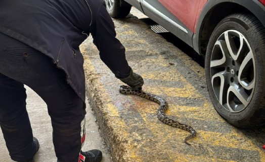 Aracın kaputundan bir metrelik engerek yılanı çıktı