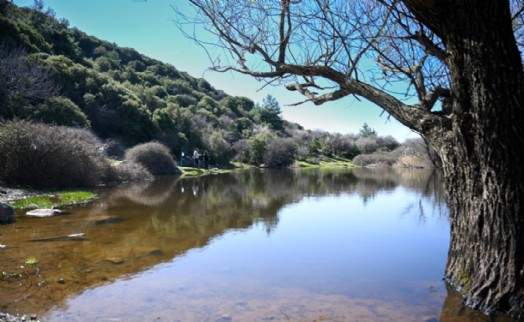 Bornova'da üniversite iş birliğiyle bitki hayvan türleri tespit edildi