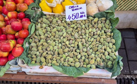 Datça'da badem çağlası hasadı başladı; kilosu 450 TL