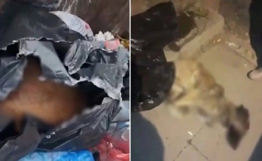 Katliam yasası cesaret verdi! Sancaktepe'de köpekleri öldürüp çöpe attılar