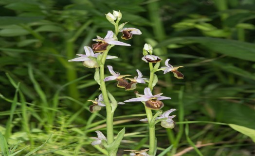 Likya salebi için tohumlar koruma altına alındı