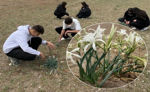 Liseli öğrenciler kum zambakları için seferber oldu: Tüm dünya tanıyacak