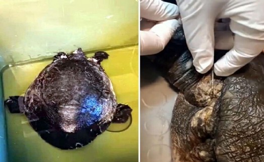 Muğla'da yaralı caretta caretta bulundu: Olta iğnesi saplanmış