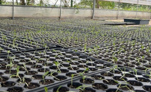 Seferihisar Belediyesi Tohum Takas Şenliği'ne hazırlanıyor