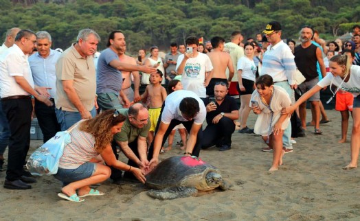 Tatilcilere bayram öncesi caretta caretta uyarısı: Beslemeyin