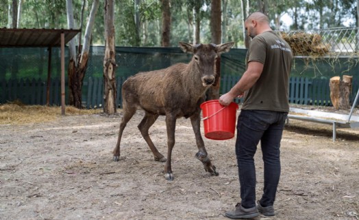Yaralı olarak fabrikaya sığınan geyik emin ellerde