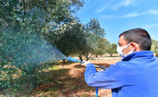 Zeytin üreticisine 'ilaç' oldu