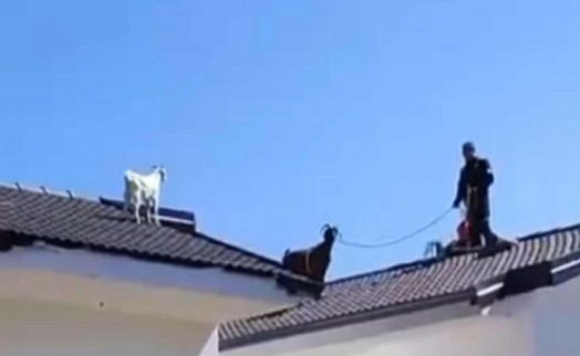 Çatıya çıkan oğlak itfaiye ekipleri tarafından güçlükle indirilebildi