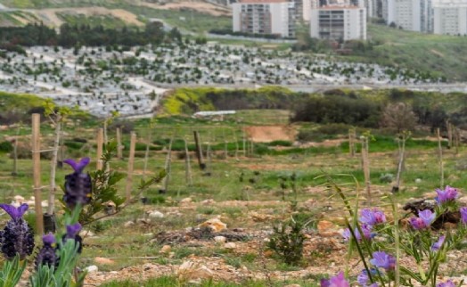 Ekipler yangından zarar gören ağaçları hayata döndürdü: Yamanlar'da ağaçlar yaşama tutundu!