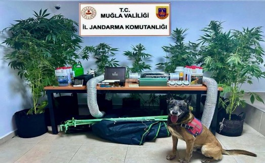 Elbise dolabında Hint keneviri yetiştiren öğretmene gözaltı