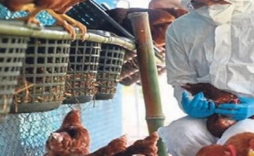 İzmir'de tavuk vebası alarmı