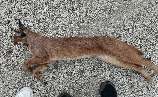 Muğla'da araç çarpan karakulak öldü