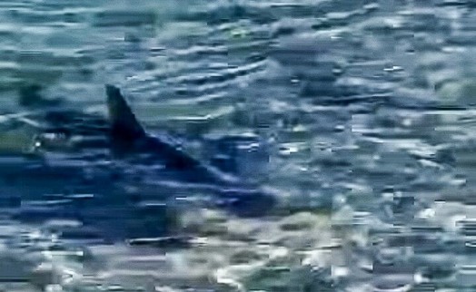 Muğla kıyılarında köpek balığı görüldü