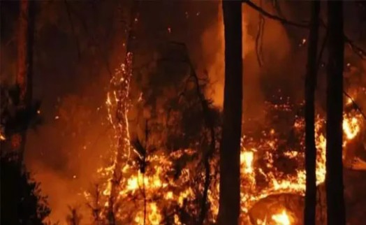 Ormanda ateş yakan şüpheli tutuklandı