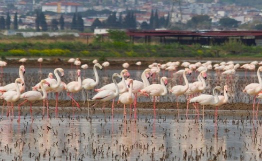 Söke Ovası'nda suyla dolan tarlalar, gelen flamingolarla renklendi