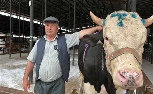 1,2 tonluk 'Paşa' 350 bin liraya alıcı buldu