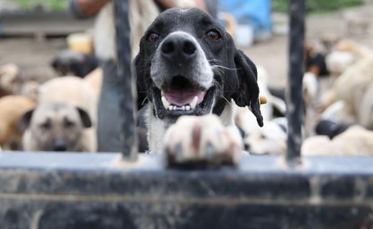 AYM'den 'katliam yasası'nın iptaline ret