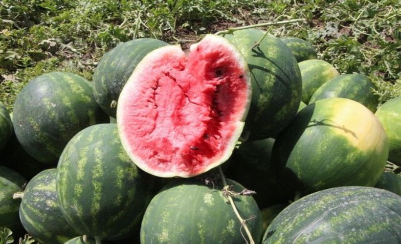 Adana'da karpuz hasadı başladı: Kilosu kaç para olacak?