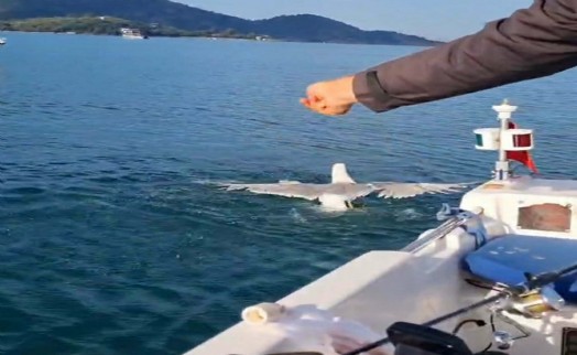 Amatör balıkçı oltasına dolanan martıyı kurtarıp, özgürlüğüne kavuşturdu