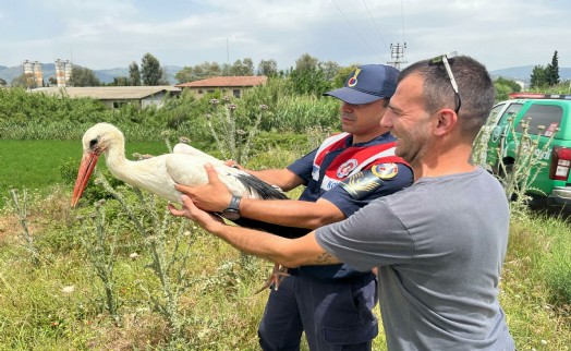 Avcıların vurduğu yaralı leylek, tedavisinin ardından bırakıldı
