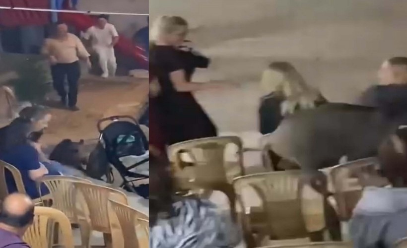Düğündeki kalabalığın arasına giren domuz kamerada