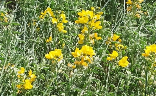 Eber sarısı çiçek açtı