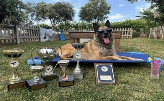 Kahraman köpek ‘Bob' öldü