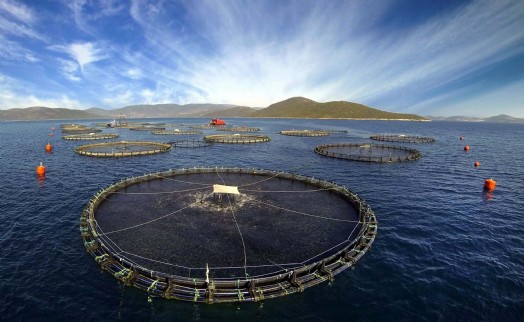 Kültür balığının besin değeri deniz balığı kadar