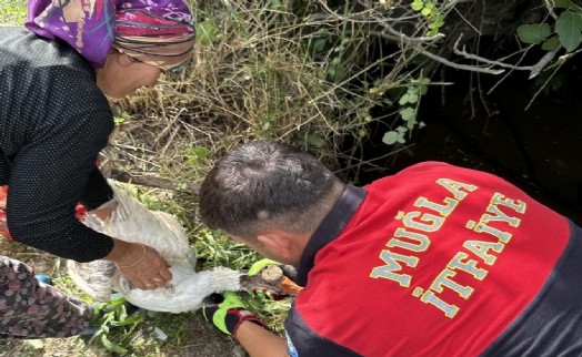 Muğla'da ördek kurtarma operasyonu