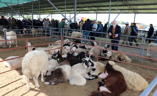 Sandıklı hayvan pazarında kurbanlık yoğunluğu