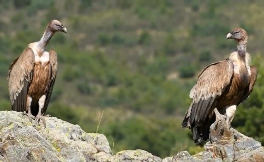Akbabalar fotokapanla görüntülendi