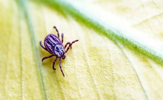 Ankara'da da kene alarmı! Belediye uyardı