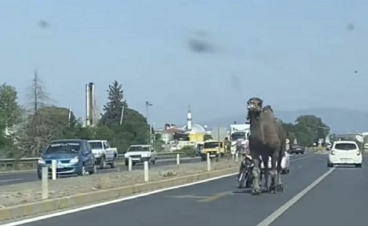 Aydın-Denizli yolunda deve paniği