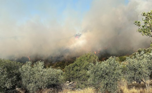 Aydın Söke'deki orman yangını 6 saatte kontrol altına alındı