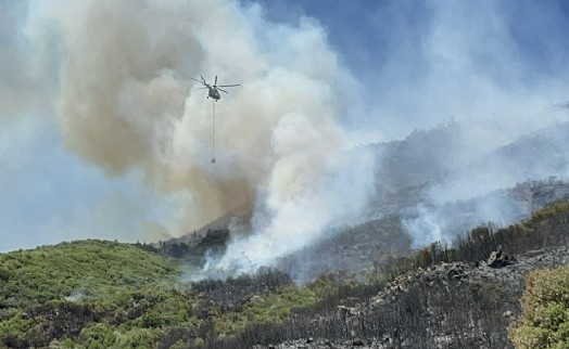 Aydın'da orman yangını