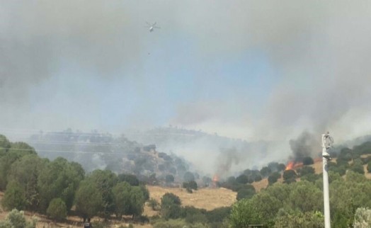 Aydın'da orman yangını! Yangın hızla yayılıyor