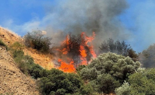 Aydın'da tarım arazisinde yangın; 15 hektar zeytinlik zarar gördü