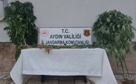 Bahçede Hint keneviri yetiştiren 2 şüpheli yakalandı