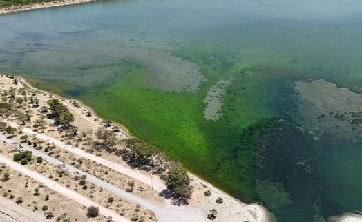 Balçova'daki Çakalburnu Lagünü yosunlarla kaplandı: Deniz yeşile döndü