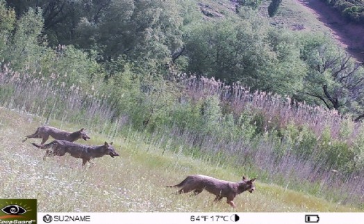 Bornova'nın ormanlarında kurt sürüsü!