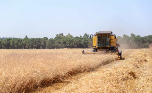 Buca'da ilk buğday hasadı