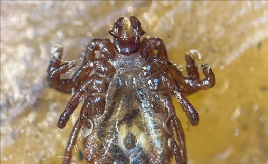 Büyük panik! Çin'den akın akın geldi: İstanbul'u istila etti