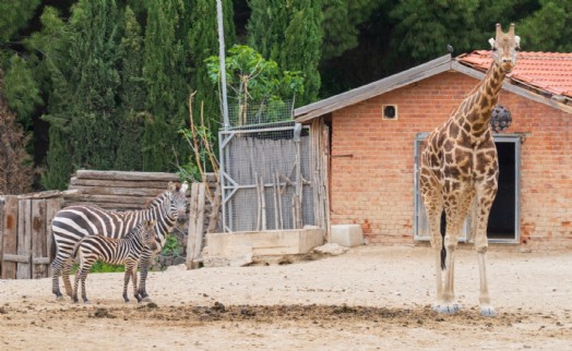 İzmir Doğal Yaşam Parkı bayramda ziyaretçileri bekliyor