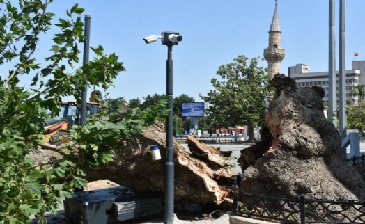 İzmir Valiliği önündeki asırlık çınar devrildi: O anlar kamerada
