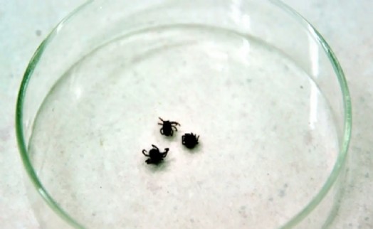 KKKA alarmı: Ölü sayısı 5'e yükseldi!