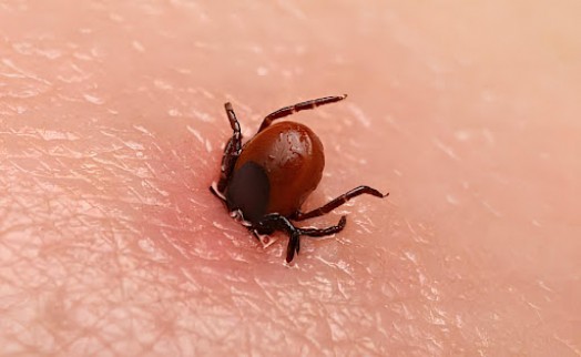 Kene iki can daha aldı!