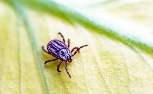 Keneye dikkat! KKKA vaka sayısı artıyor: Nasıl korunmalı?